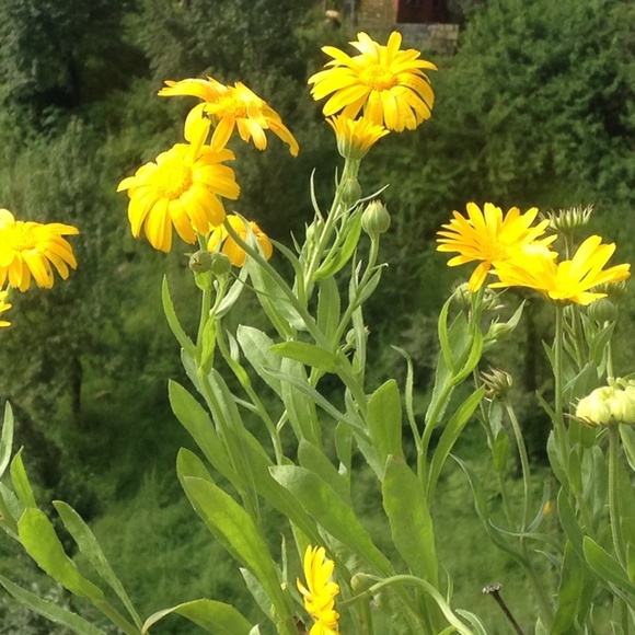 Meet your Posher, Patricia. - Picture 1 of 1